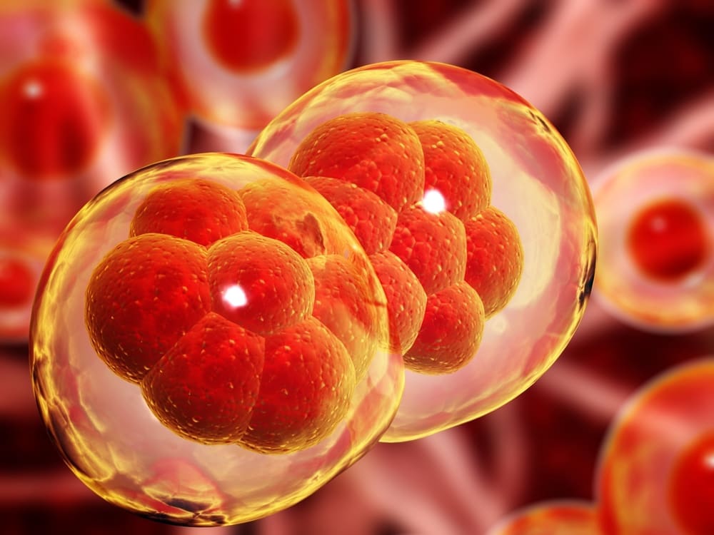 A split-screen image showing healthy, natural foods like fruits and vegetables on one side, and processed, packaged foods on the other, to highlight the contrast for stem cell function.