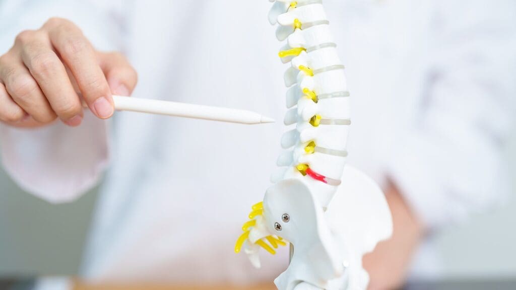 spinal cord functions