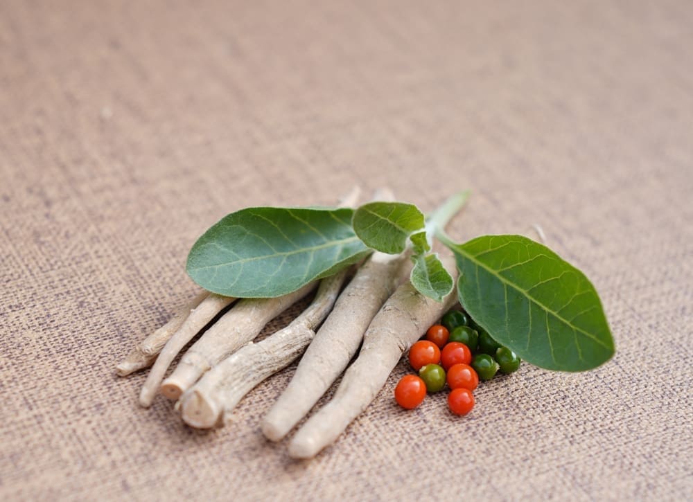 Ashwagandha root and powder highlighting its role in stem cell support.